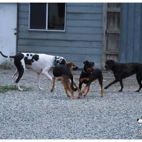  | Oliver, Cierra, Sasha and Rory | Dog Boarding Kennel Services in Surrey and White Rock 