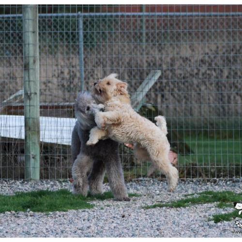  | Charlie Soft Coated Wheaton and Beau Standard Poodle | Dog Boarding Kennel Services in Surrey and White Rock 