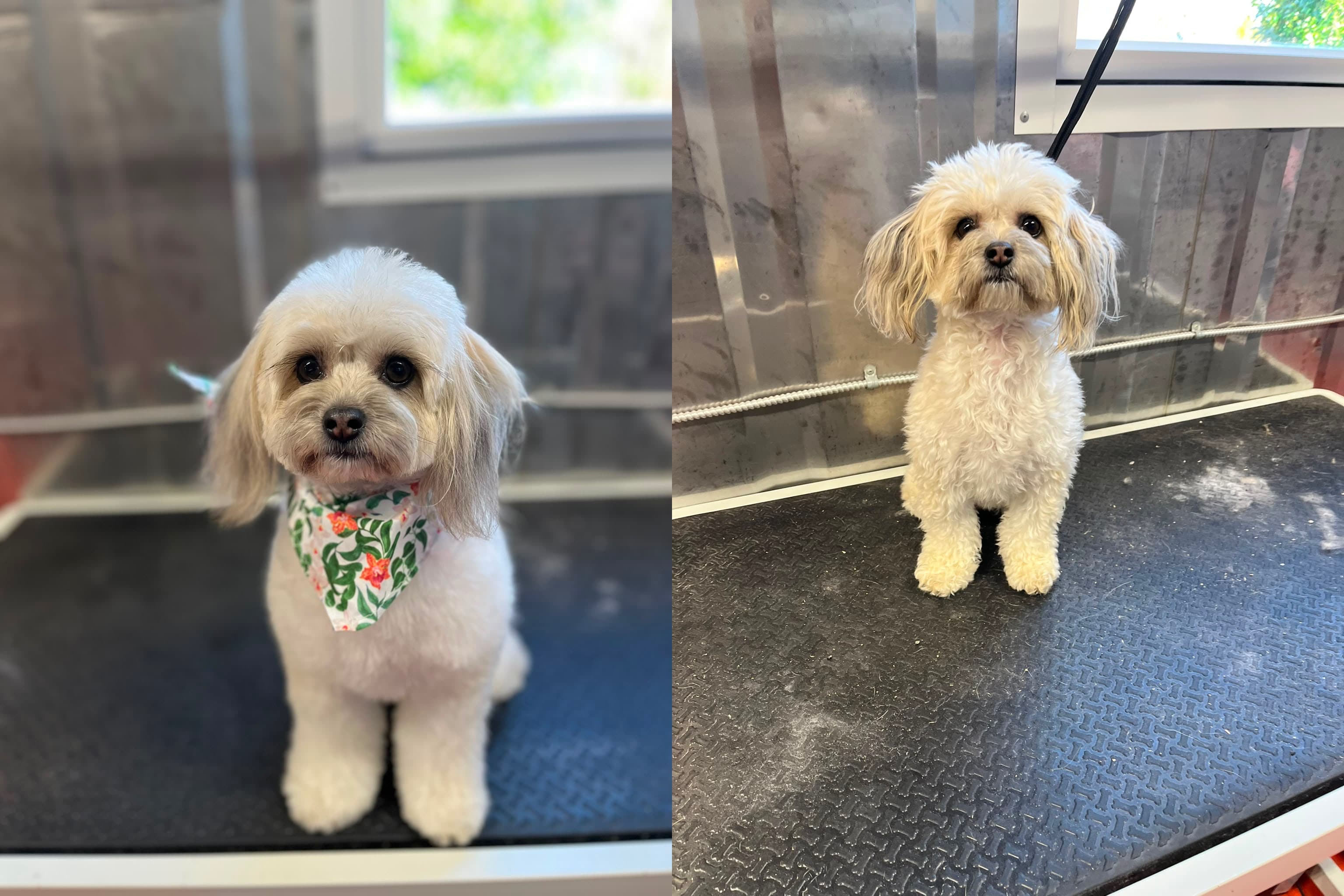 Freshly groomed dog after full-service grooming session