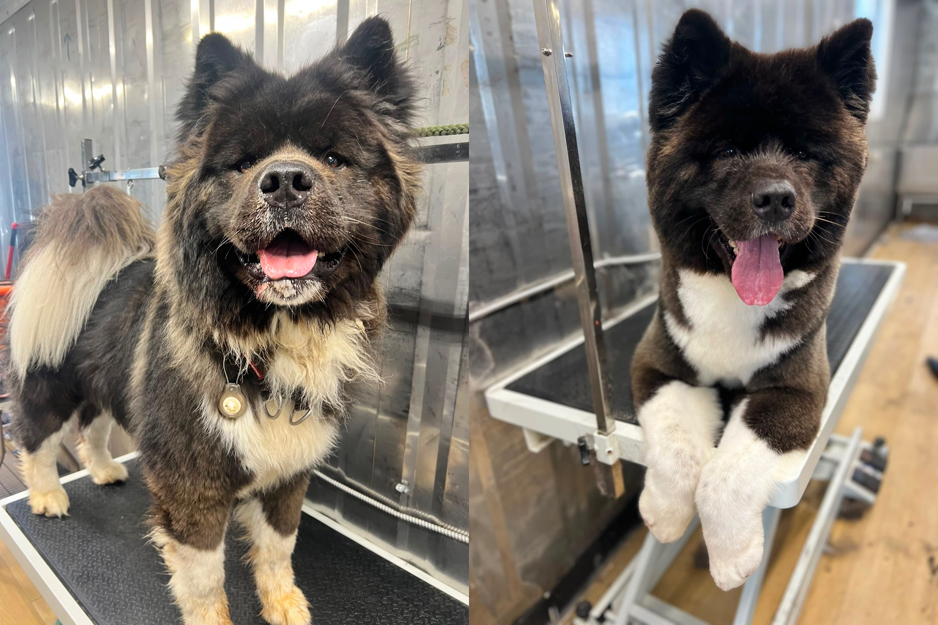 Dog being groomed at Willchris Kennels grooming salon