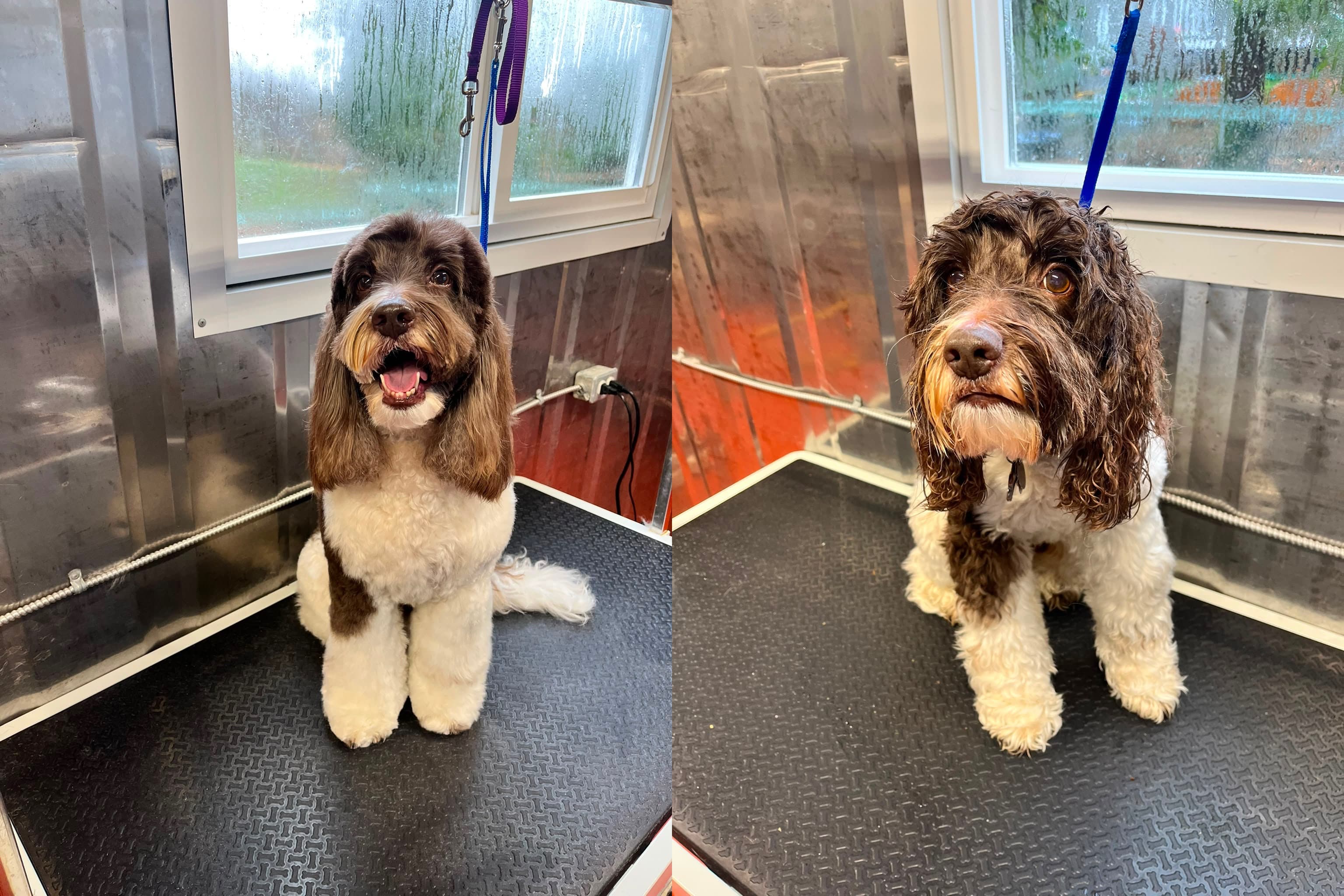Dog enjoying a bath during grooming appointment