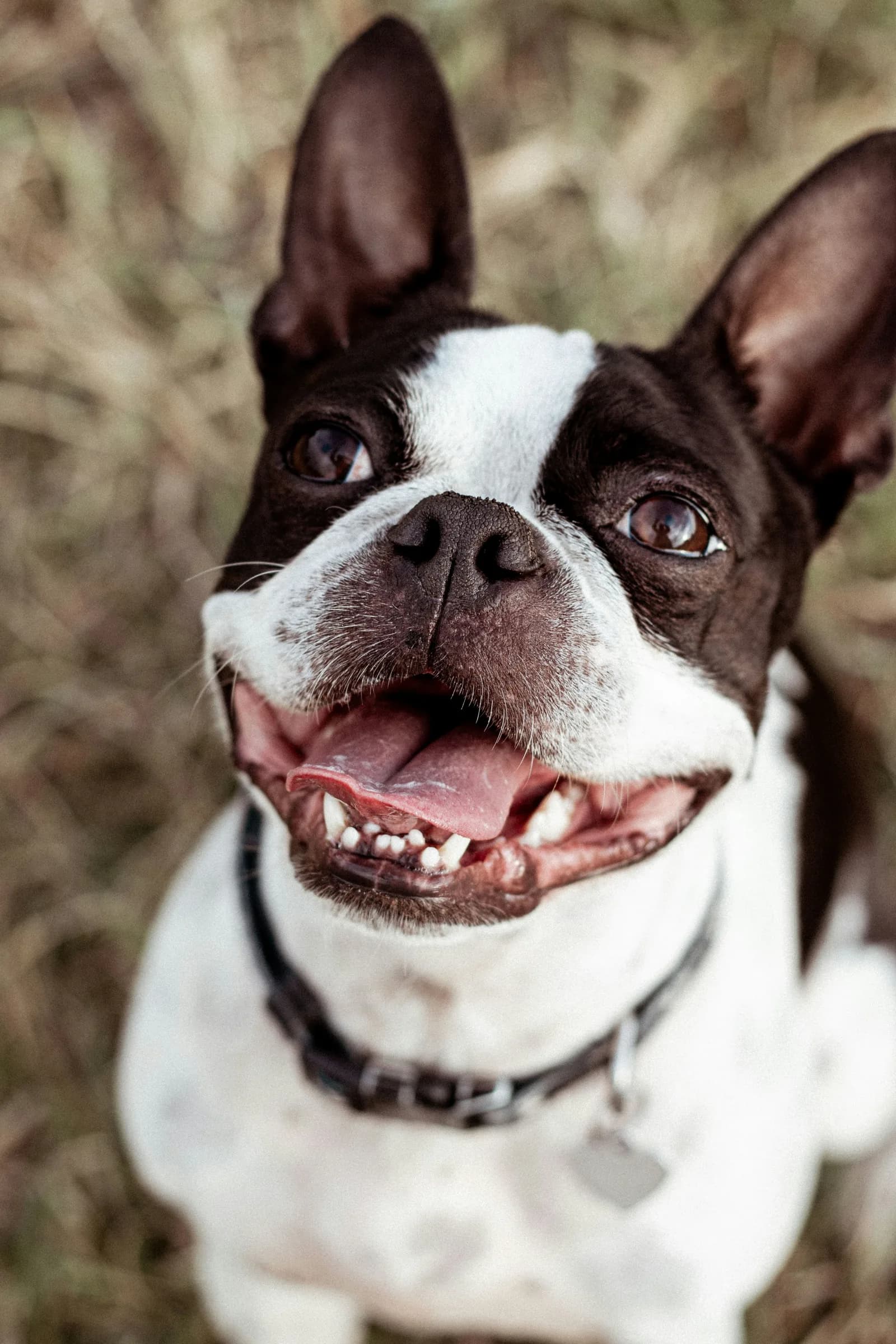 Dog receiving dental care at Willchris Kennels