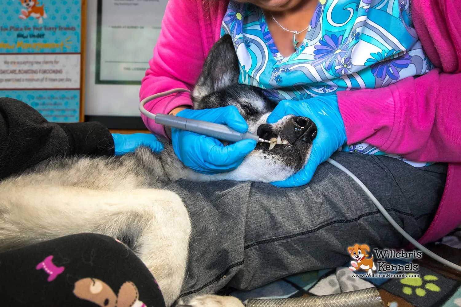 Dog getting teeth cleaned at Willchris Kennels dental service