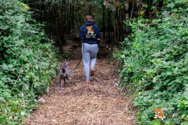 Dog walking along a wood chip trail at Willchris Kennels