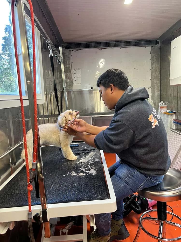 Freshly groomed dog after full-service grooming session