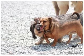 Dogs enjoying group time at Willchris Kennels