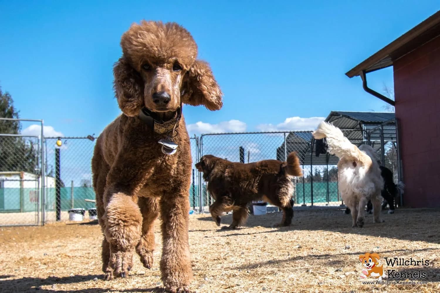 Dog playing at Willchris Kennels boarding facility