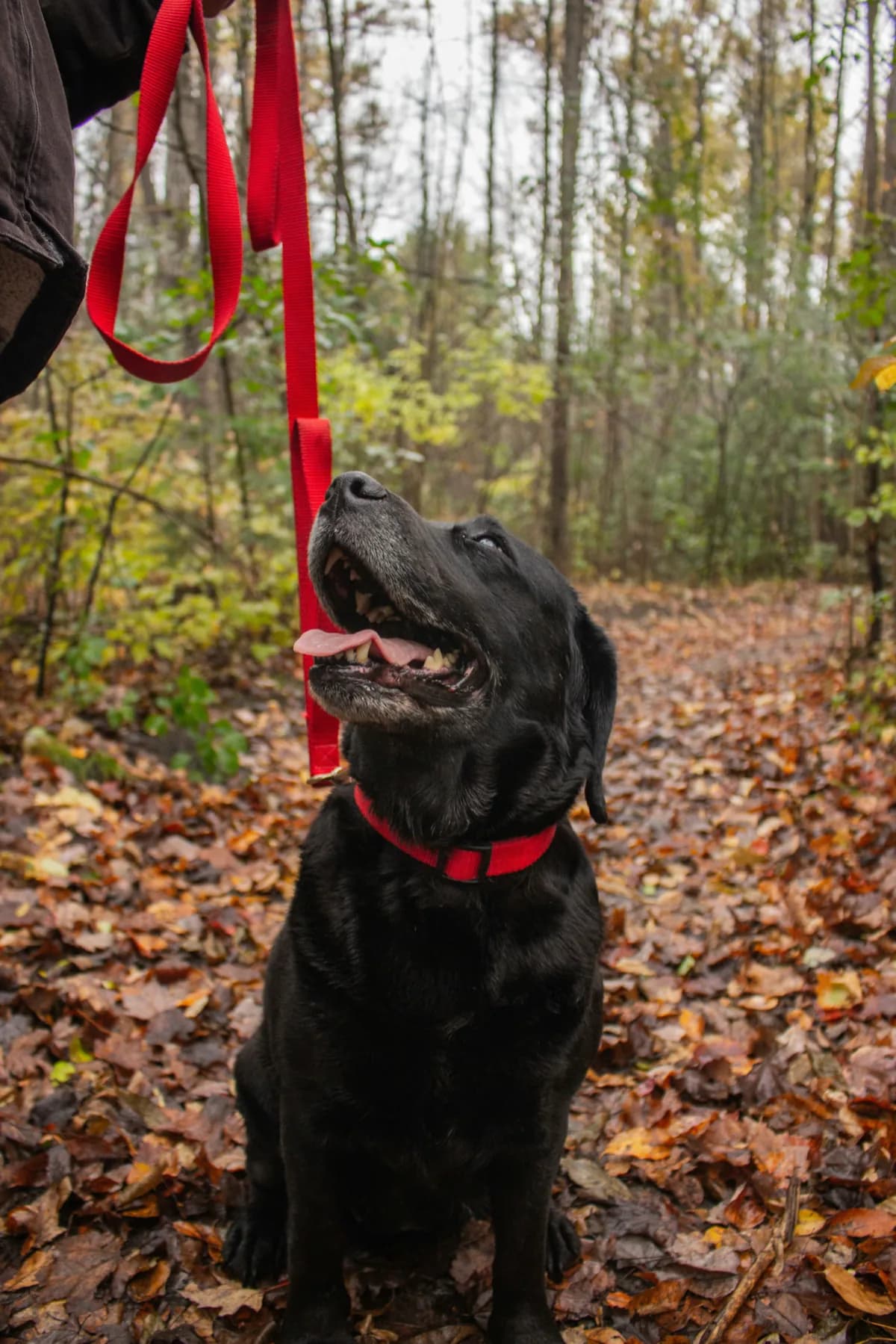 A black Labrador on a leash on a leaf-covered wooded trail at Willchris Kennels