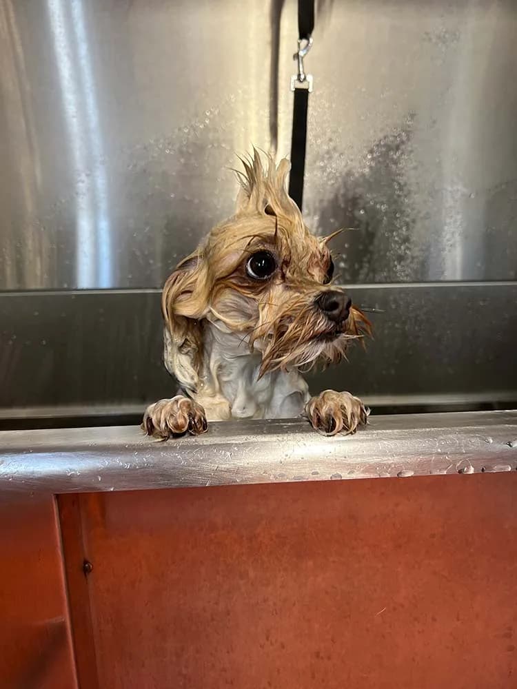 Professional groomer working on a dog at Willchris Kennels