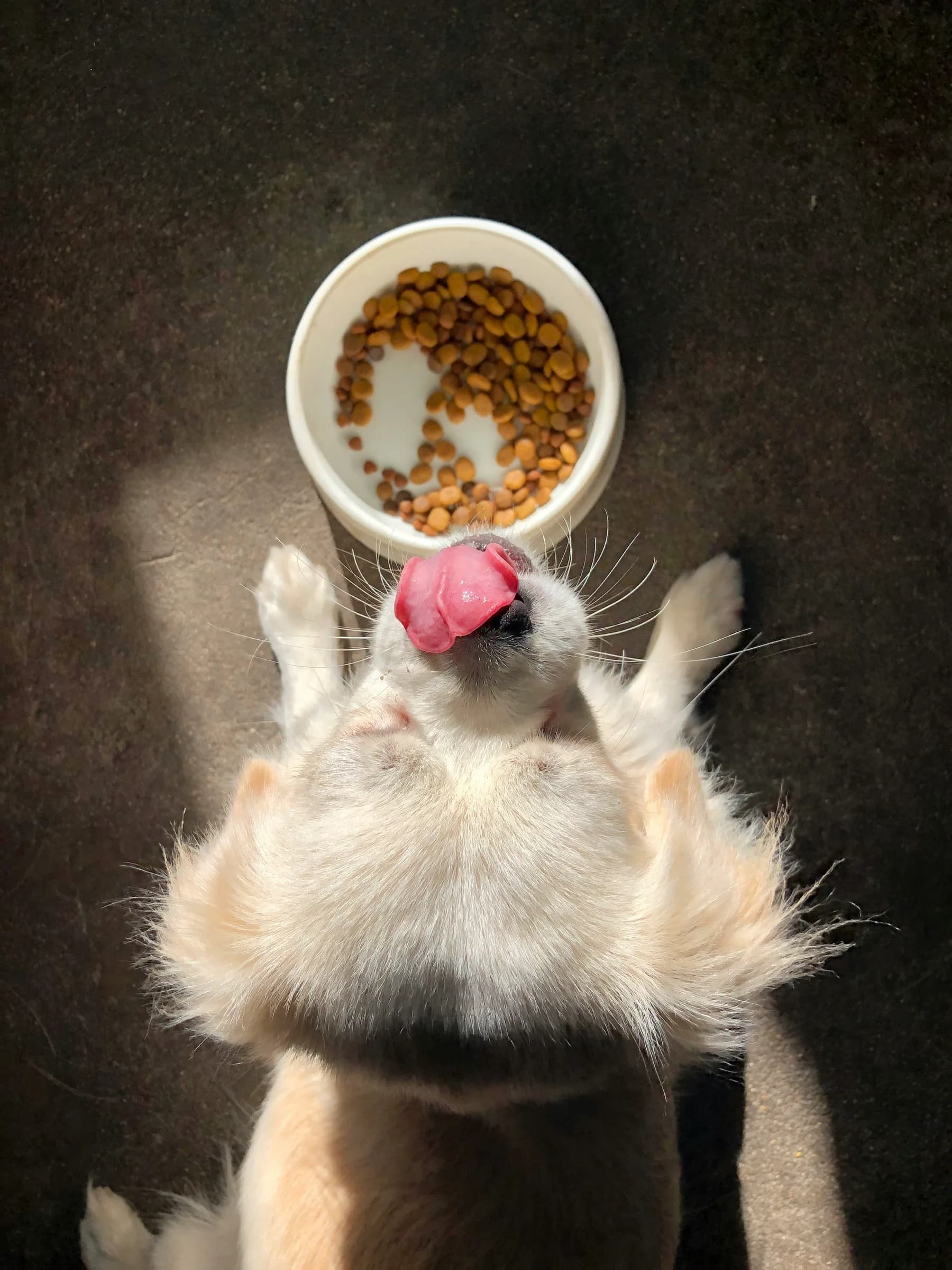 Dog food and medication administration setup