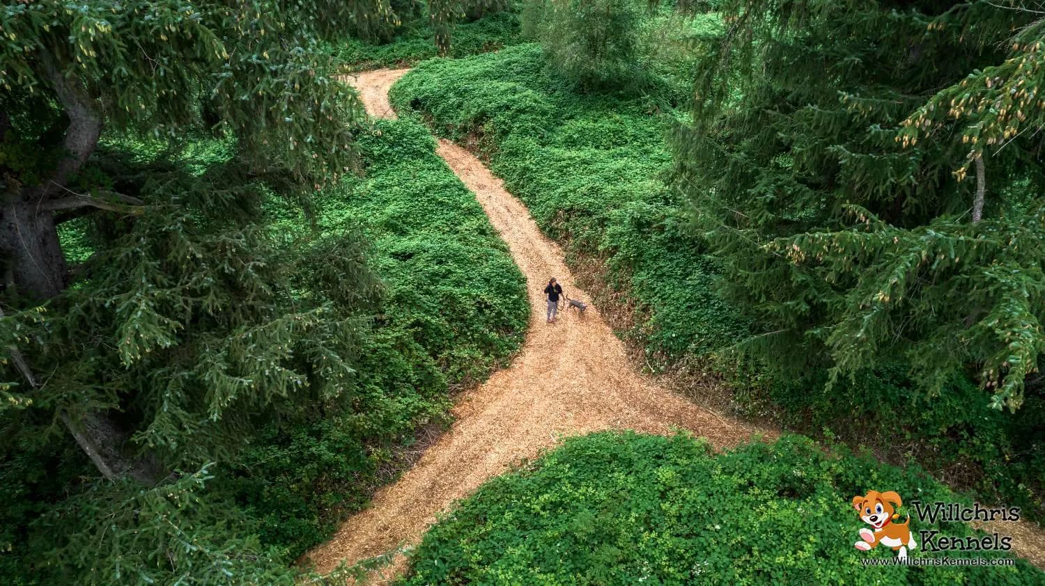 Peaceful trail walk area surrounded by trees