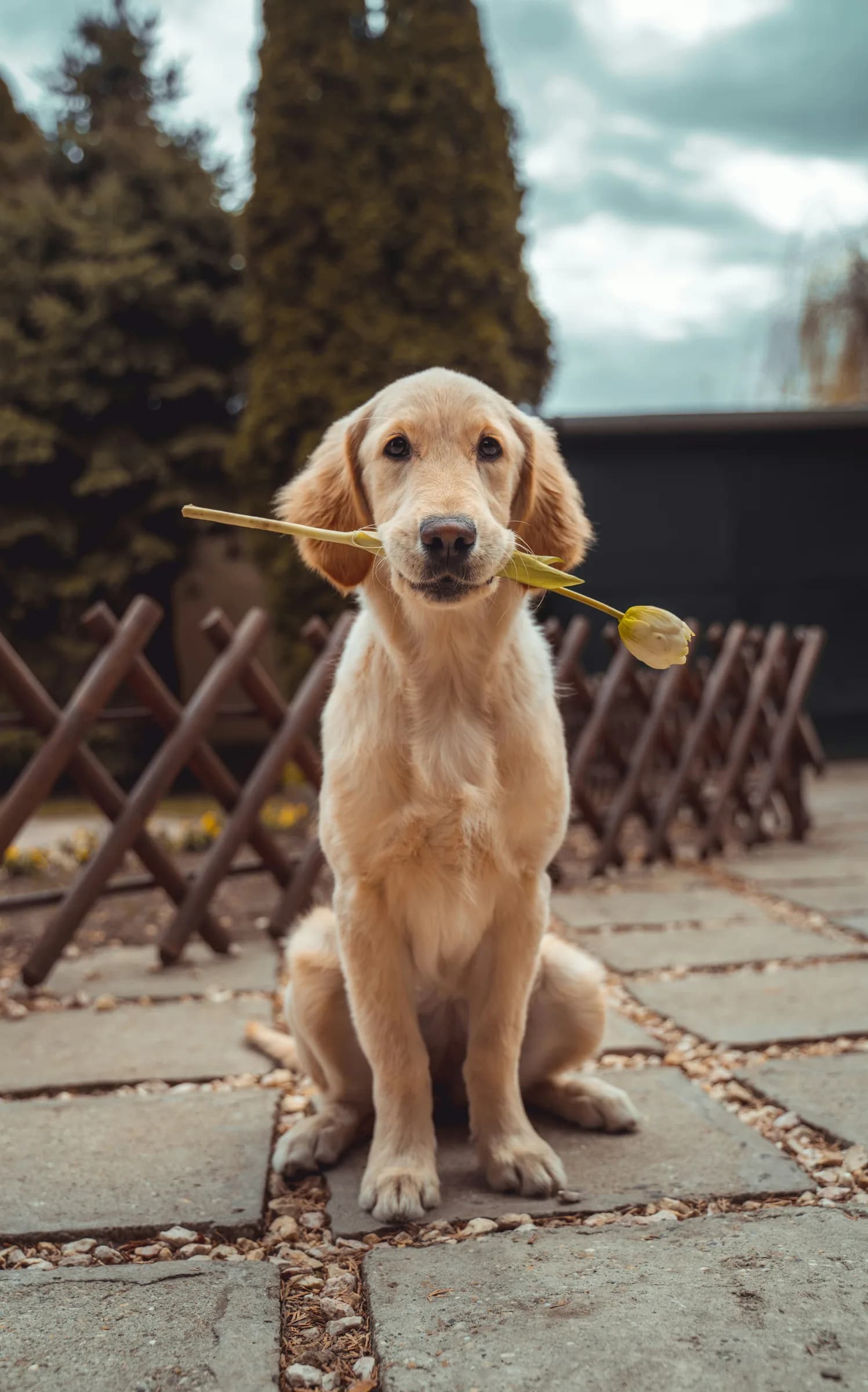 Golden retriever at Willchris Kennels