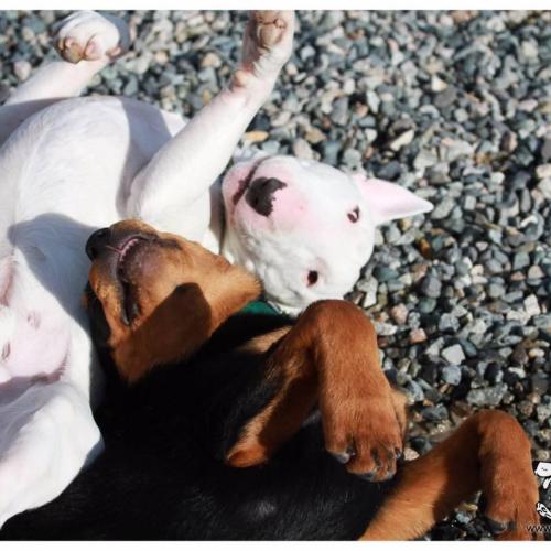  | Waldo and Romeo | Dog Boarding Kennel Services in Surrey and White Rock 