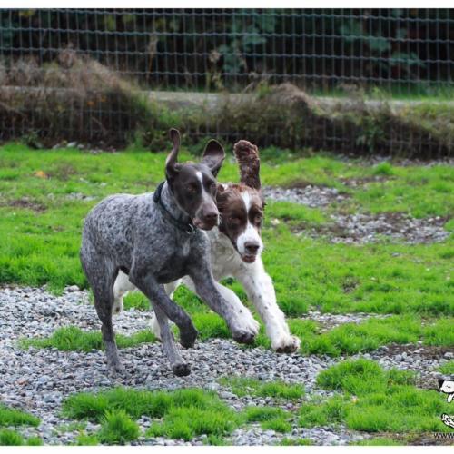  | Pointer and Setter | Dog Boarding Kennel Services in Surrey and White Rock 