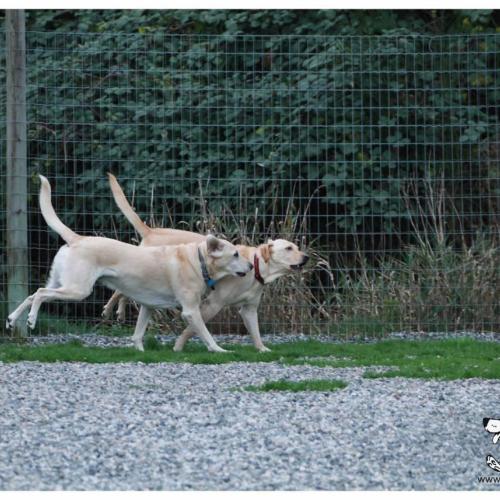  | Sawyer and Indy Yellow Labs | Dog Boarding Kennel Services in Surrey and White Rock 