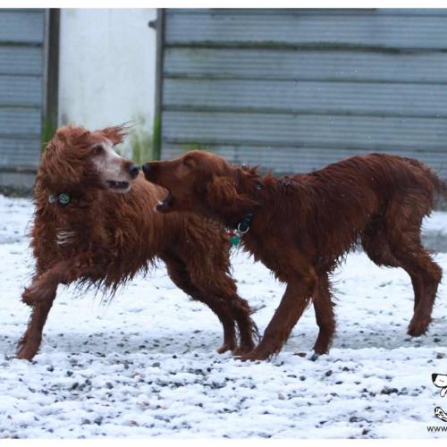  | Scarlet and Riley Irish Setters Snow Day | Dog Boarding Kennel Services in Surrey and White Rock 