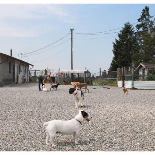  | Small Dogs at Play | Dog Boarding Kennel Services in Surrey and White Rock 