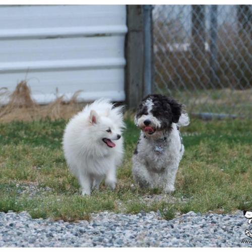  | Benji Pomeranian and Milo Shitzu Poodle | Dog Boarding Kennel Services in Surrey and White Rock 