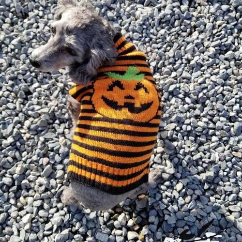  | Barney's Halloween costume. He is a cute pumpkin. | Dog Boarding Kennel Services in Surrey and White Rock 