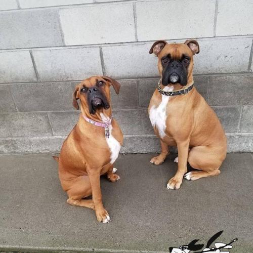  | Two beautiful boxers... it took 30 minutes to get them both to slow down long enough to get a pic. | Dog Boarding Kennel Services in Surrey and White Rock 