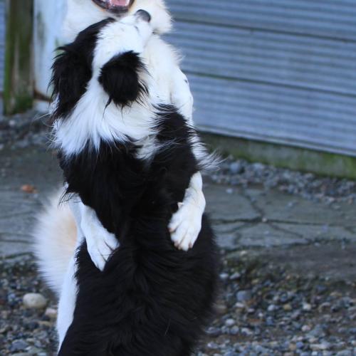  | Hattrick Lab X Patch Border Collie | Dog Boarding Kennel Services in Surrey and White Rock 