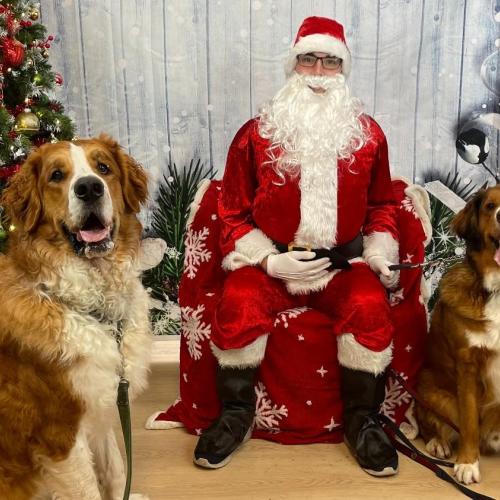  | Bholu, a 2 year-old Saint Bernard Doodle (left) and Pluto, a 3-year old Bernedoodle | 2022 Santa Picture with Your Furry Friend 