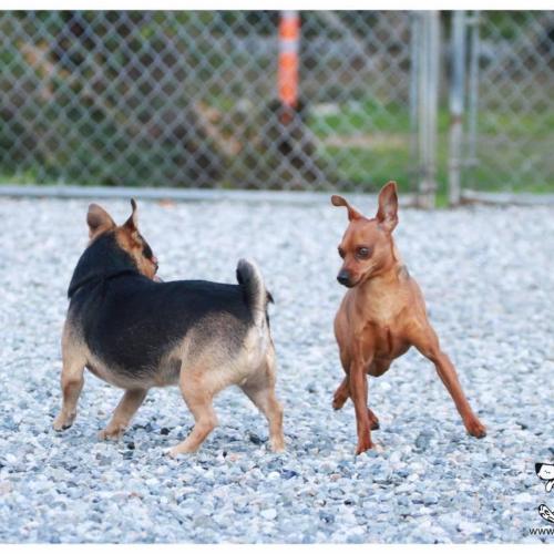  | Chihuahua and Min Pin | Dog Boarding Kennel Services in Surrey and White Rock 