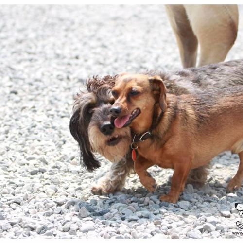  | Zena Xena Weiner Dogs Dachund | Dog Boarding Kennel Services in Surrey and White Rock 
