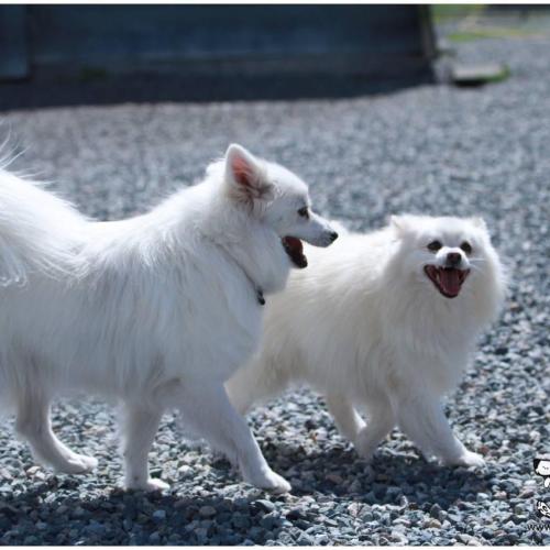  | Grizz Mini American Eskimo Benji Pomeranian | Dog Boarding Kennel Services in Surrey and White Rock 