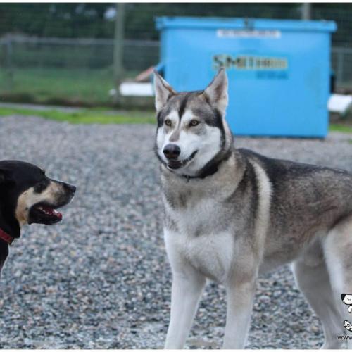  | Rottweiler Husky | Dog Boarding Kennel Services in Surrey and White Rock 