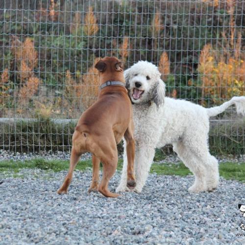  Dog Boarding Kennel Services in Surrey and White Rock 
