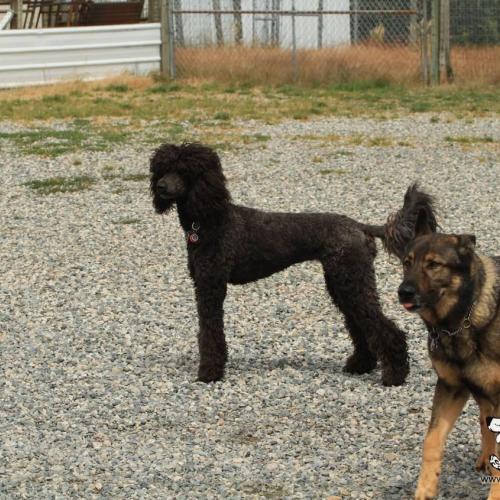  Dog Boarding Kennel Services in Surrey and White Rock 