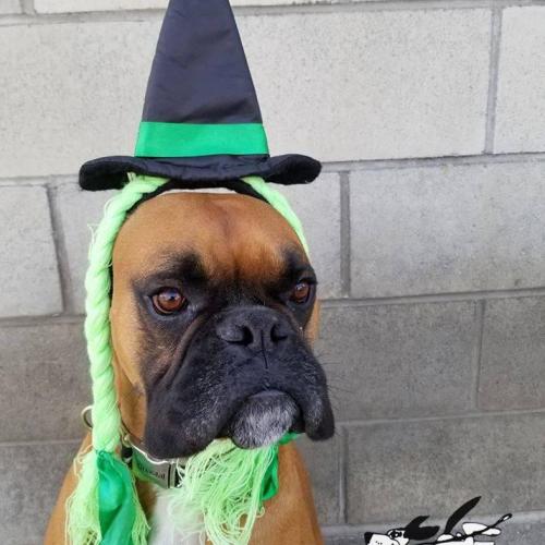  | Trick or treat | Dog Boarding Kennel Services in Surrey and White Rock 
