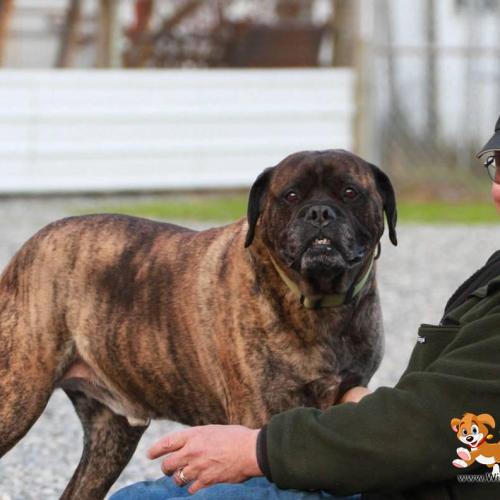  | Gerry Strutinski, owner of Willchris Kennels | Dog Boarding Kennel Services in Surrey and White Rock 